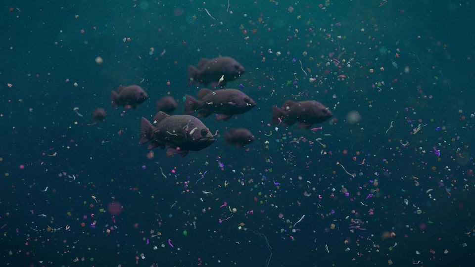 Impacts of Micro Pollution on Aquatic Ecosystems