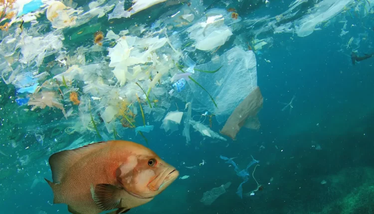 Egg whites could filter microplastics from seawater