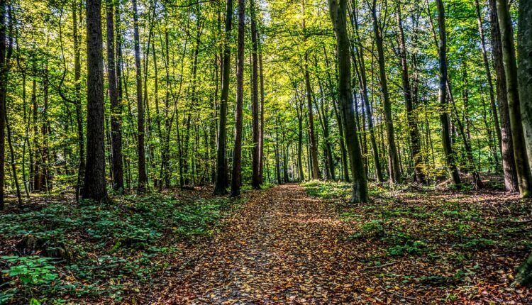 The Path to Decarbonization: A Sustainable Future