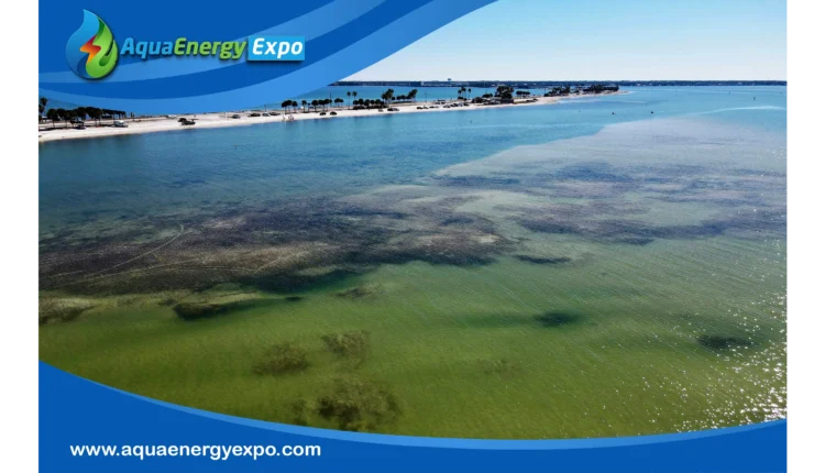 Is the Gulf of Mexico Fresh Water?