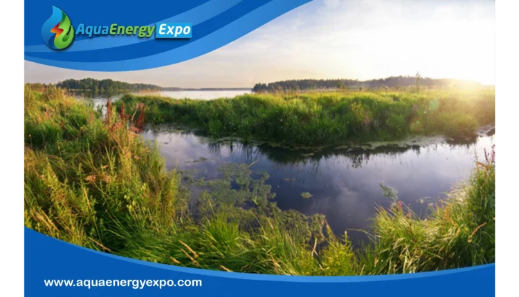 Wetlands: Abiotic and Biotic Interplay