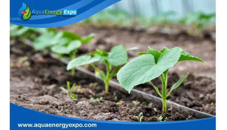 Drip Irrigation
