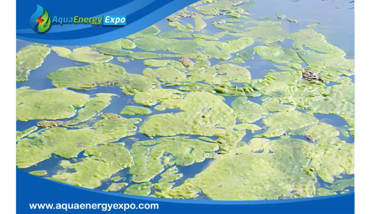 Does algae clean water? A Sustainable Solution for Water Purification