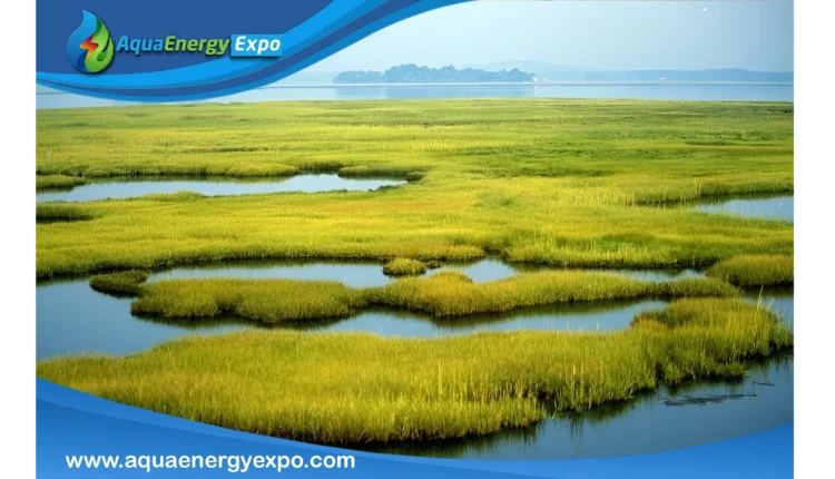 What are Marshes?