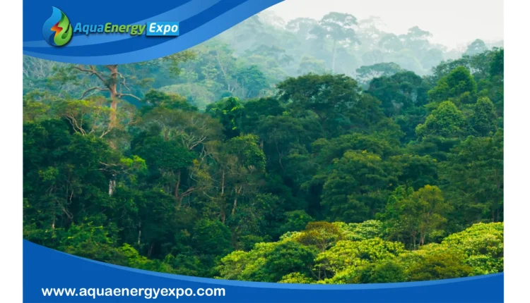 Amazon Rainforest Humidity: A Lush Engine Driving Global Moisture