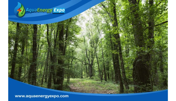 United States: TotalEnergies Expands Its Investments in Sustainable Forestry Operations to Preserve Carbon Sinks